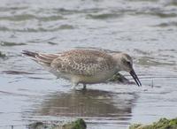 Red Knot Calidris canutus 붉은가슴도요