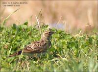 Skylark Alauda arvensis 종다리