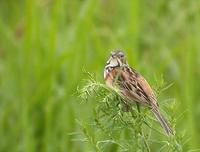 Grey-headed Bunting Emberiza fucata 붉은뺨멧새