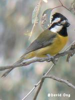 Crested Shrike-tit