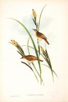 Richter after Gould Sedge Warbler, or Chat (Calamodyta phragmitis)