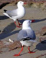 Silver Gulls