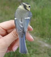 Blue Tit (Parus caeruleus)