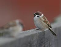 Tree Sparrow (Passer montanus)