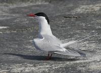 Arctic Tern (Sterna paradisaea)