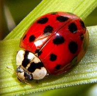 Harlequin Ladybird