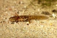 : Cynops cyanurus; Blue-tailed Fire-bellied Newt