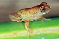 : Dendropsophus werneri
