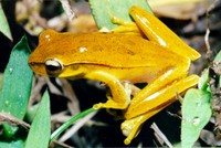 : Hypsiboas guentheri