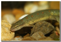 : Notophthalmus viridescens viridescens; Eastern Newt