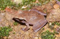 : Philautus cuspis