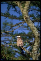 : Coracias naevia; Rufous-crowned Roller