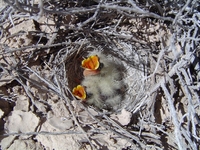 : Eremophila alpestris; Horned Lark