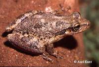 : Scinax nasicus