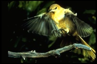 : Icterus cucullatus; Hooded Oriole