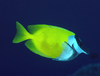 : Siganus vulpinus; Foxface Rabbitfish