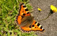 : Aglais urticae