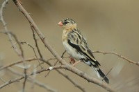 : Vidua regia; Shaft-tailed Whydah