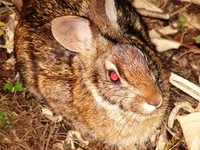 : Sylvilagus brasiliensis; Tapiti