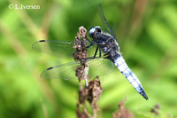 : Libellula fulva; Scarce Chaser