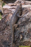 : Sceloporus undulatus; Northern Fence Lizard