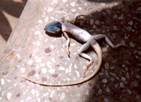 : Trapelus agilis pakistanensis; Field Agama