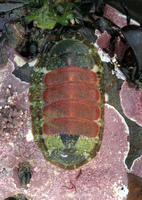 : Dendrochiton flectens; Painted Dendrochiton