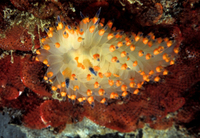 : Janolus barbarensis (antiopella barbarensis); Santa Barbara Janolus;