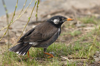 White-cheeked Starling » Sturnus cineraceus