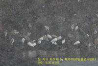 눈 속의 저어새