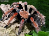 Brachypelma boehmei Foto/billede af