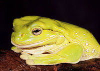 Common Green Tree Frog