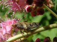 Philaenus spumarius - Meadow Froghopper