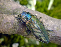 Buprestis rustica