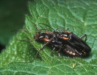 Cantharis obscura