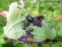 Chrysomela populi