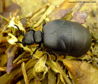Meloe scabriusculus