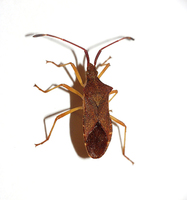 Gonocerus acuteangulatus