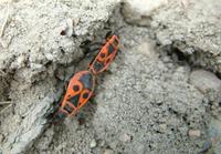Pyrrhocoris apterus
