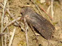 Rusina ferruginea - Brown Rustic