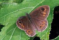 Lasiommata maera - Large Wall Brown