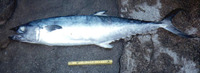 Scomberomorus cavalla, King mackerel: fisheries, gamefish