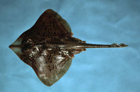 Raja eglanteria, Clearnose skate: fisheries, bait