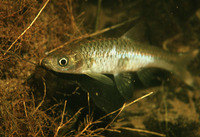 Rasbora sumatrana, : aquarium