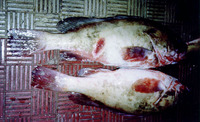 Epinephelus indistinctus, Somali grouper: