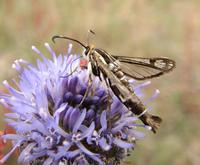 Synansphecia triannuliformis