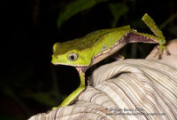 White-lined Monkey Frog - Phyllomedusa vaillante