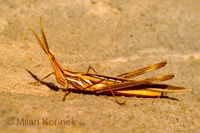 Truxalis nasutus