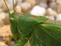 Conocephalus discolor - Long-winged Conehead