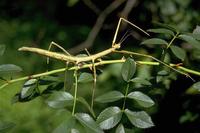 Medauroidea extradentata